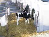 Индивидуальные домики для выращивания телят в молочный период (СПК Россия,Каневской район